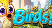 Birds!